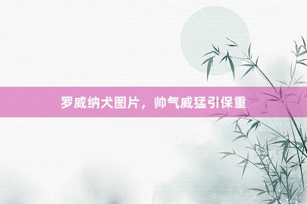 罗威纳犬图片，帅气威猛引保重